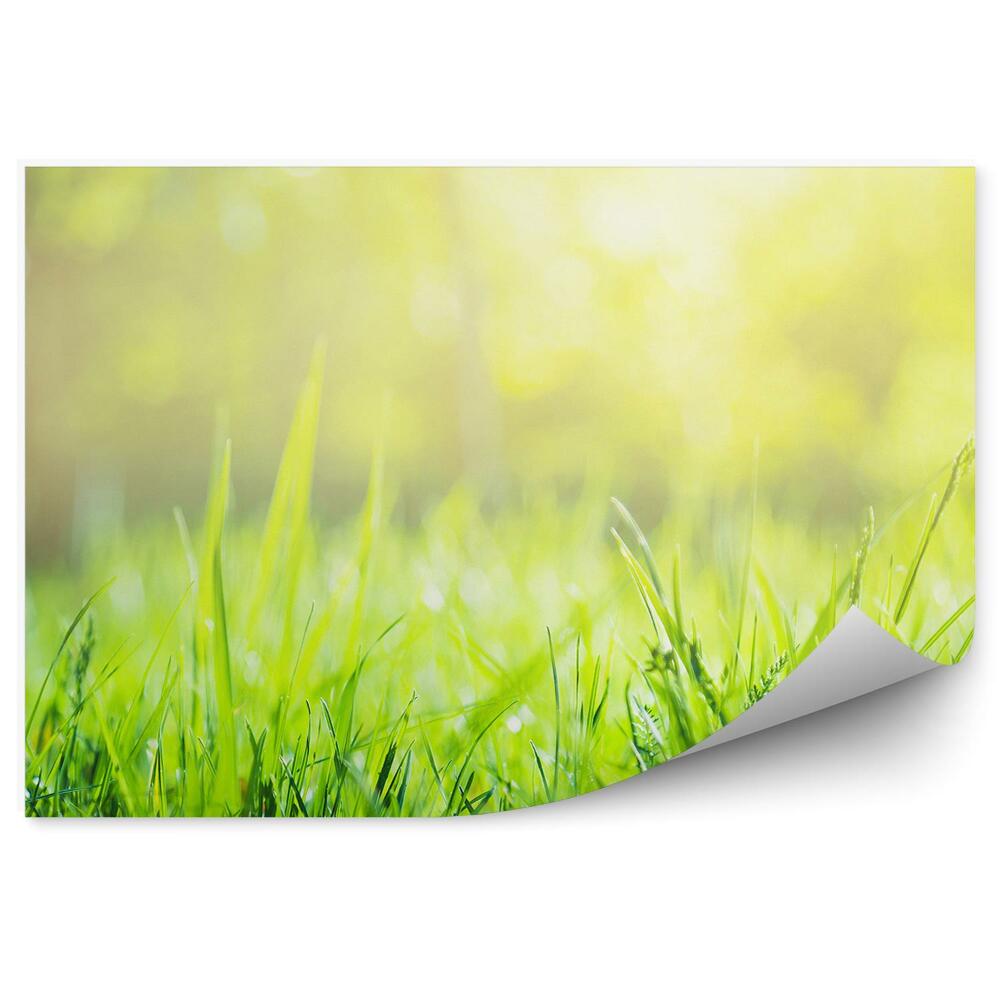Fototapeta na stenu Zelená tráva leto príroda