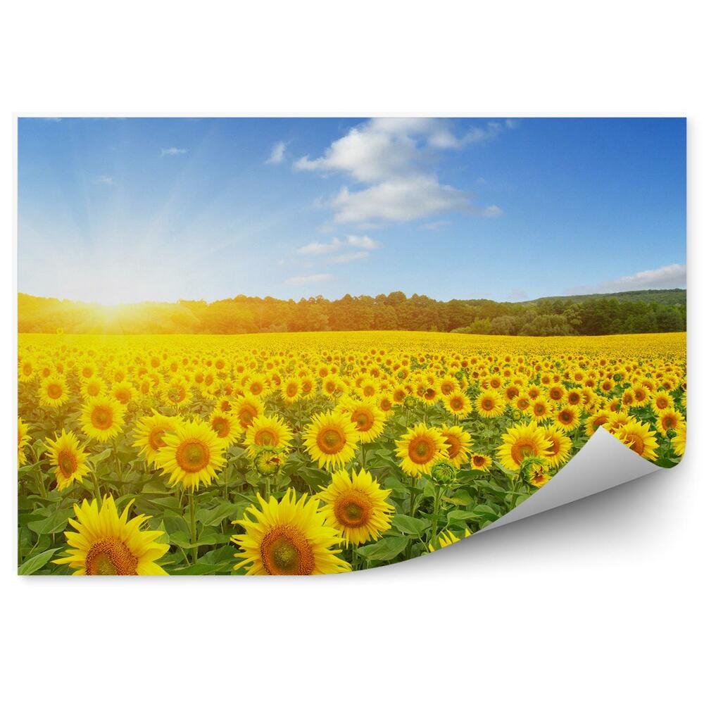 Fototapeta Pole Slnečníc Obloha Mraky Kvety