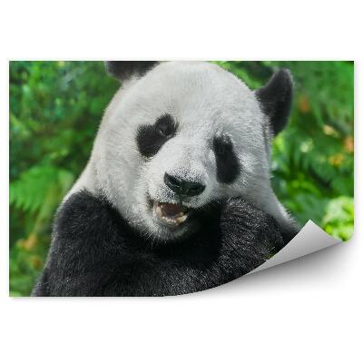 Fototapeta Jediaca panda