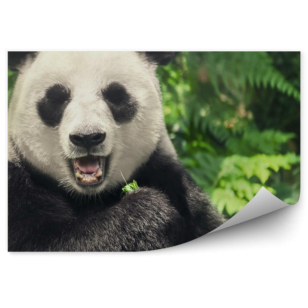 Fototapeta na stenu Čínska panda