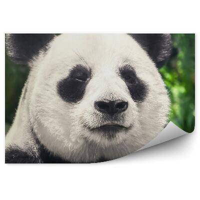 Fototapeta Čiernobiela panda zblízka