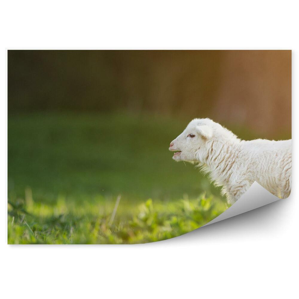 Fototapeta na stenu Mladé jahňa lúka tráva slnko