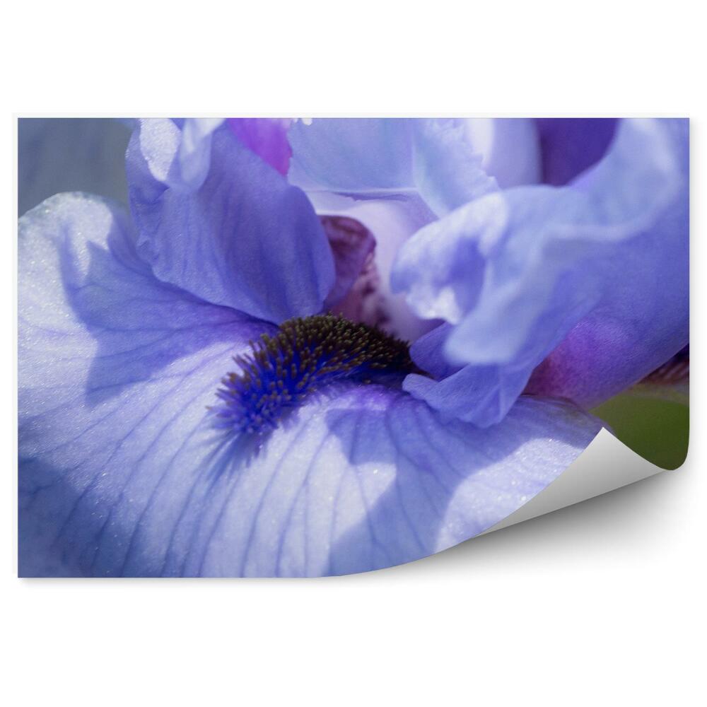 Fototapeta na stenu Fialový Kvet Kosatca Zelené Pozadie