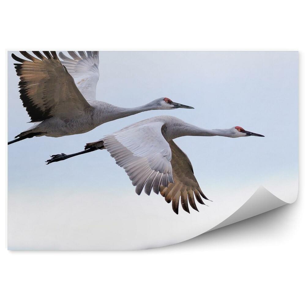 Fototapeta na stenu Lietajúce žeriavy