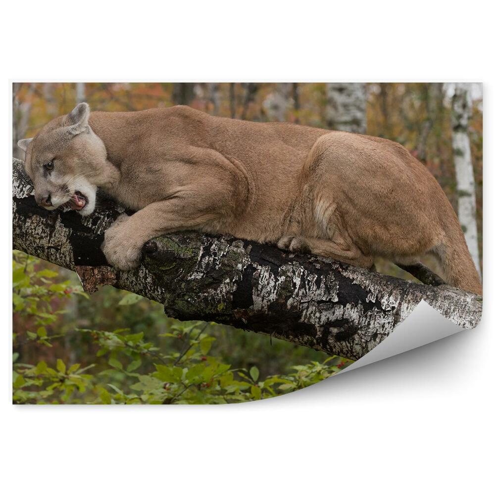 Fototapeta Puma stromy kríky