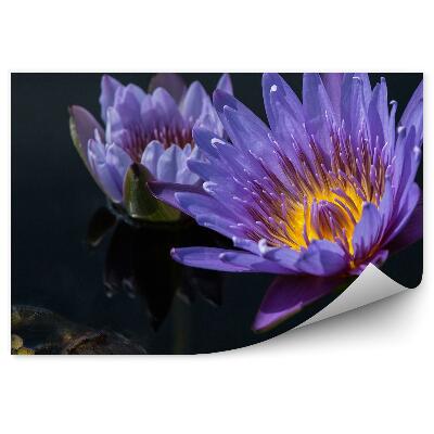 Fototapeta Fialový Lotosový Kvet Voda Listy