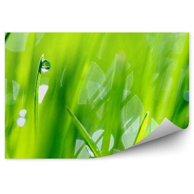 Fototapeta Tráva kvapky rosy svetlo