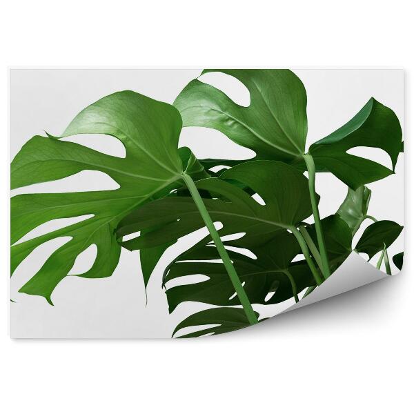 Fototapeta Monstera listy okrasná rastlina tropická