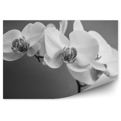 Fototapeta na stenu Biela A Čierna Orchidea