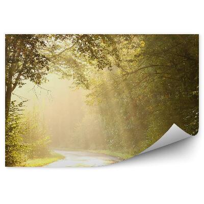 Fototapeta na stenu Vidiecka cesta listnatý les východ slnka