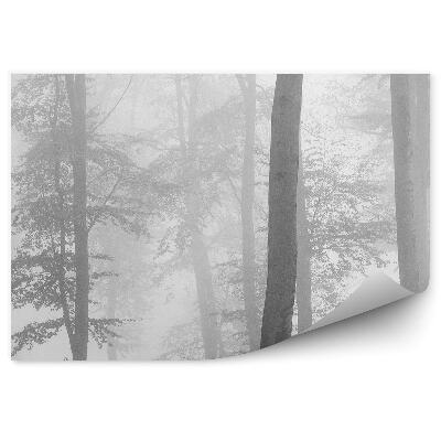 Fototapeta na stenu Sépiový les