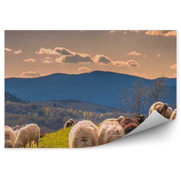 Fototapeta Ovce karpaty hory obloha mraky stromy hory