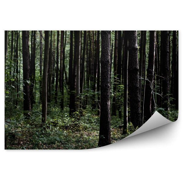 Fototapeta Tmavozelený les