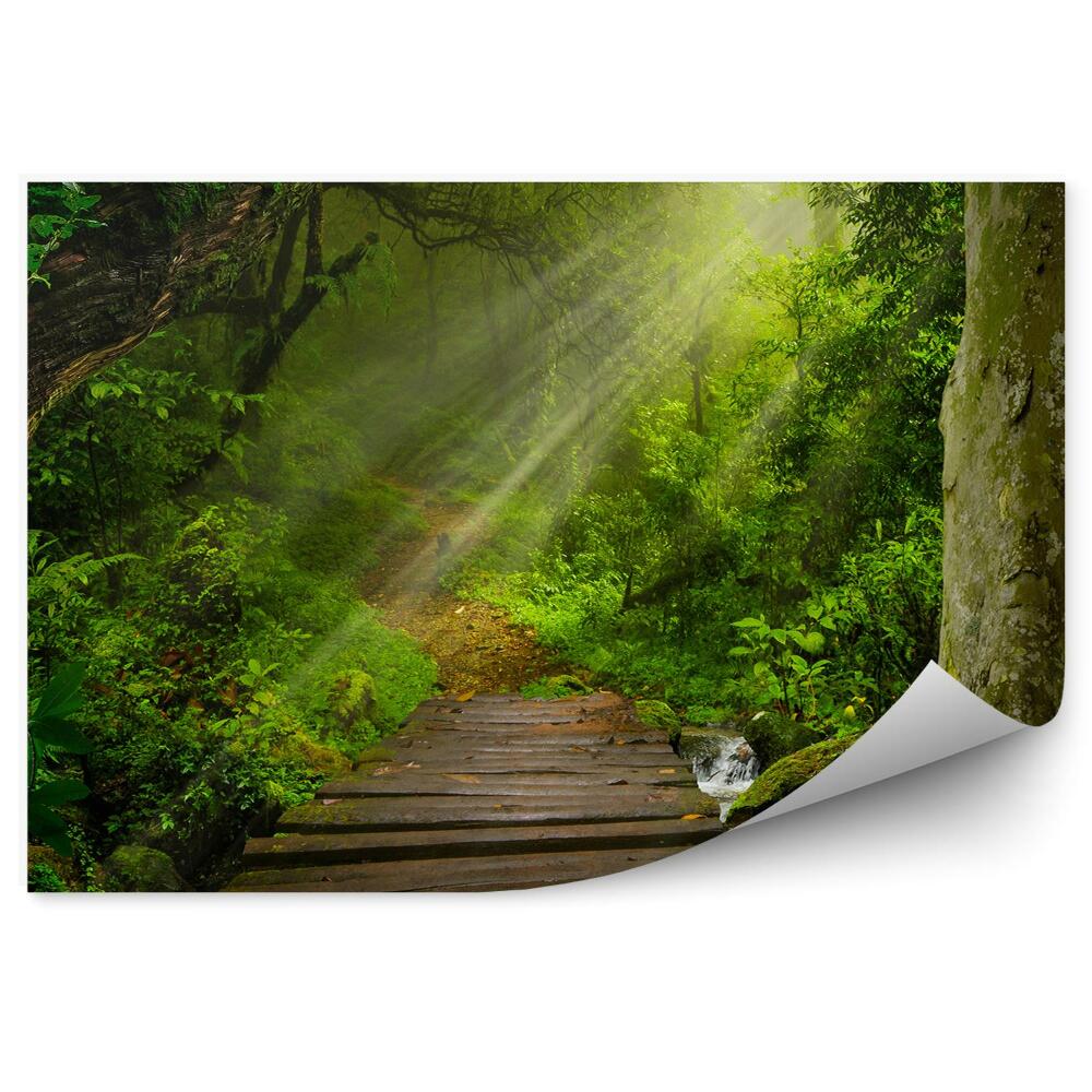 Fototapeta na stenu Tropický les cesta k rieke most