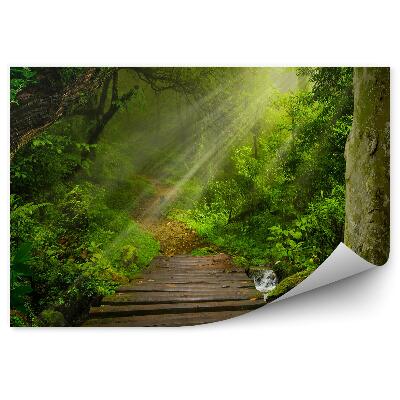 Fototapeta na stenu Tropický les cesta k rieke most