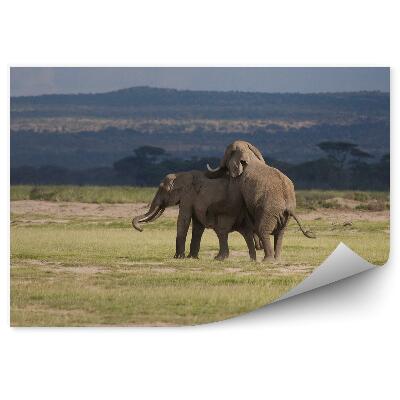 Fototapeta na stenu Pár afrických slonov na savane