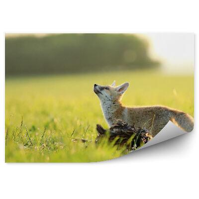 Fototapeta Mladá líška lúka tráva zelená