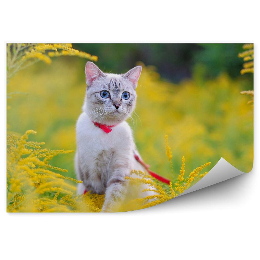 Fototapeta na stenu Mačka na vodítku lúka žltá vegetácia