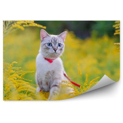 Fototapeta na stenu Mačka na vodítku lúka žltá vegetácia