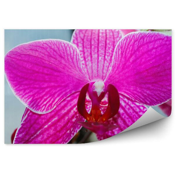 Fototapeta na stenu Ružová Orchidea