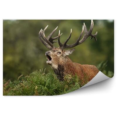 Fototapeta na stenu Rarášiaci jeleň a papradie