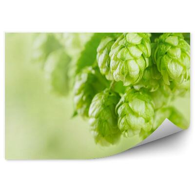 Fototapeta Chmeľové vetvy zelené rastliny pozadie