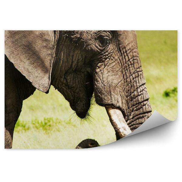 Fototapeta na stenu Slon africký na pozadí savany v detailnom zábere
