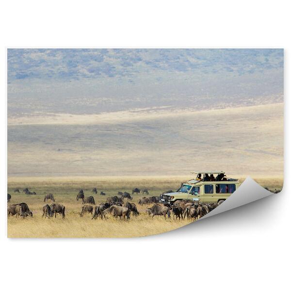 Fototapeta Antilopa Antilopa Safari Auto Turistika