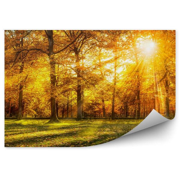 Fototapeta Panoráma lesa so zlatým jesenným lístím