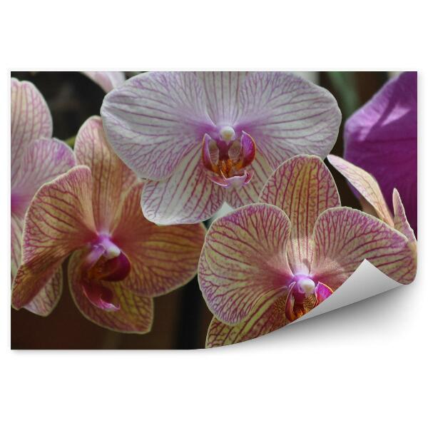 Fototapeta na stenu Ružové A Biele Kvety Orchideí