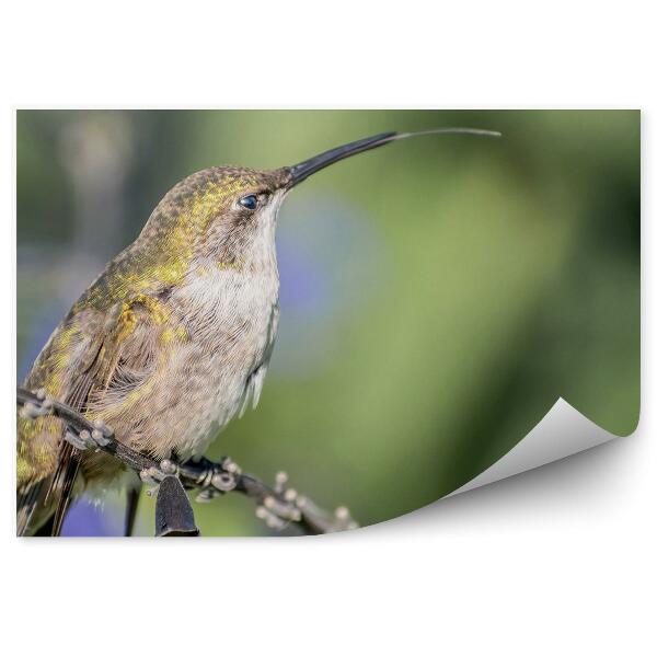 Fototapeta na stenu Slnečný deň kolibrík zblízka vták zviera