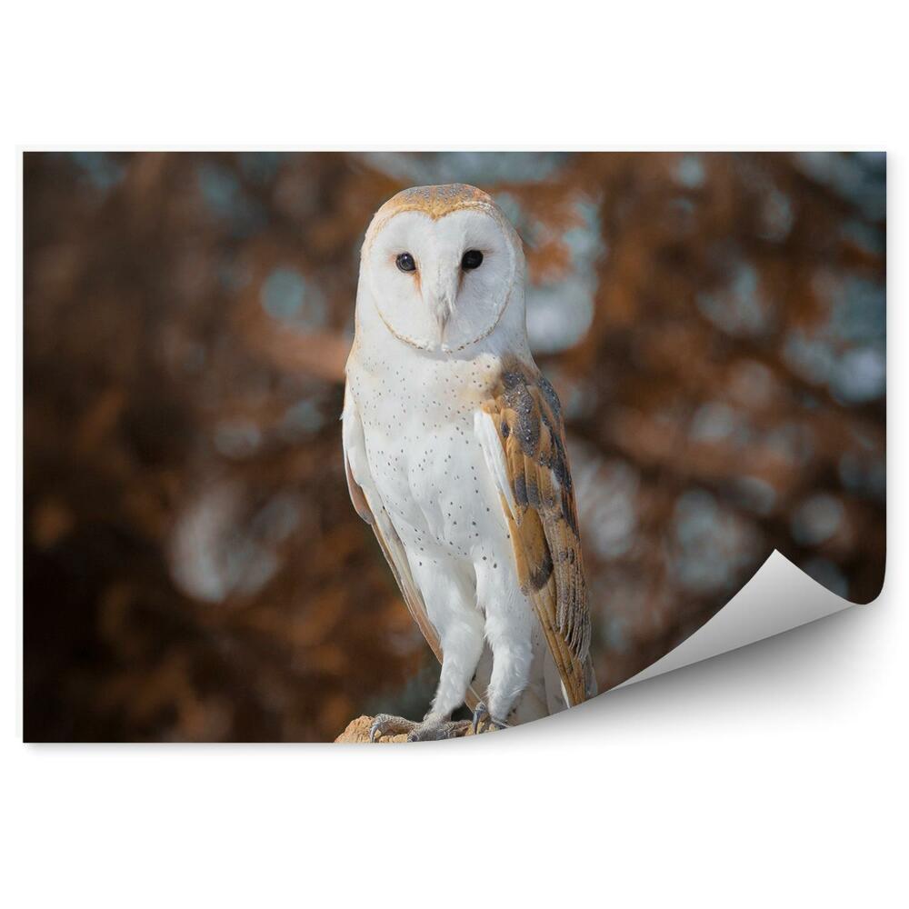 Fototapeta Sova dlhochvostá na pozadí jesenného lesa