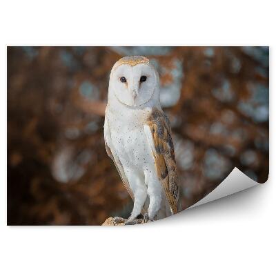 Fototapeta Sova dlhochvostá na pozadí jesenného lesa