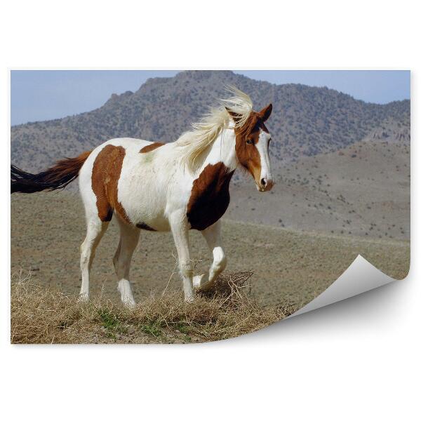Fototapeta na stenu Divoký mustang pinto mýtina nevadské hory