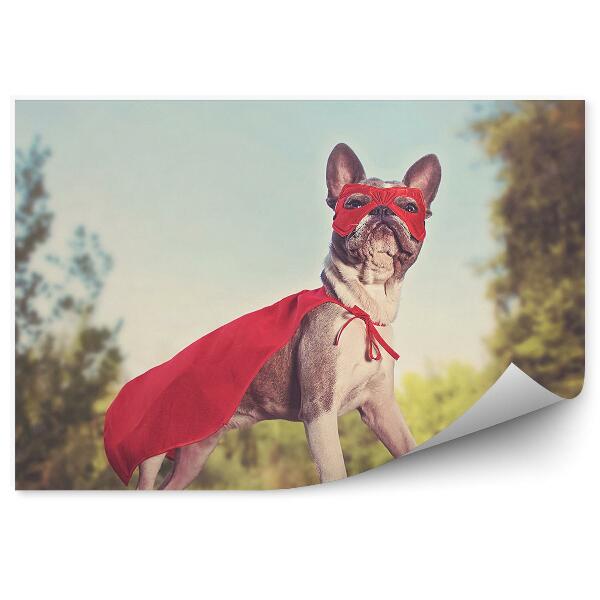 Fototapeta na stenu Francúzsky buldog červený kostým super hrdina les