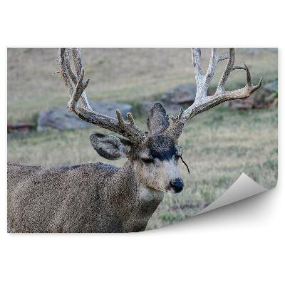 Fototapeta Jeleň na lúke