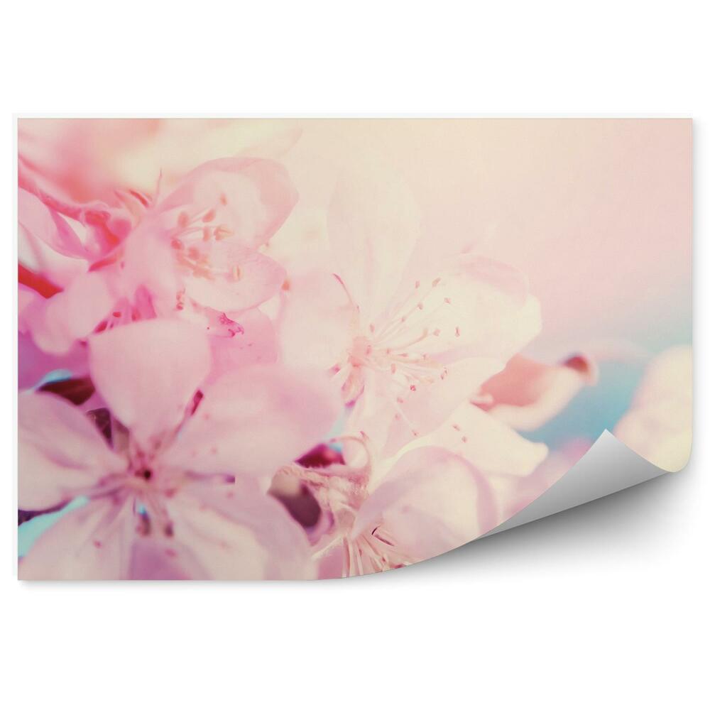 Fototapeta na stenu Ružové Čerešňové Kvety Náčrt Žlté Čierne Pozadie