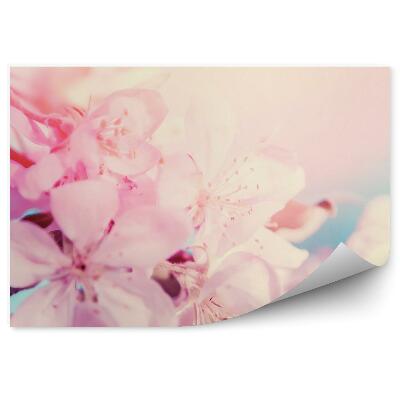 Fototapeta na stenu Ružové Čerešňové Kvety Náčrt Žlté Čierne Pozadie