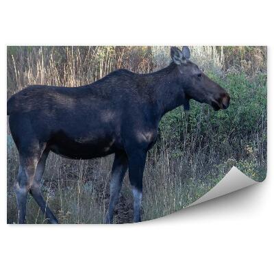 Fototapeta Mladý los na lesnej lúke