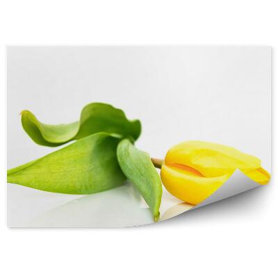 Fototapeta na stenu Žlté Kvety Tulipánov