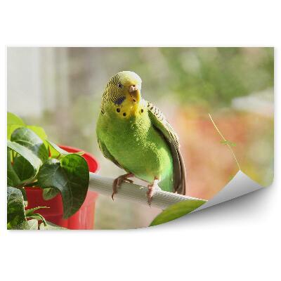 Fototapeta Papagáj vlnkovaný na konári