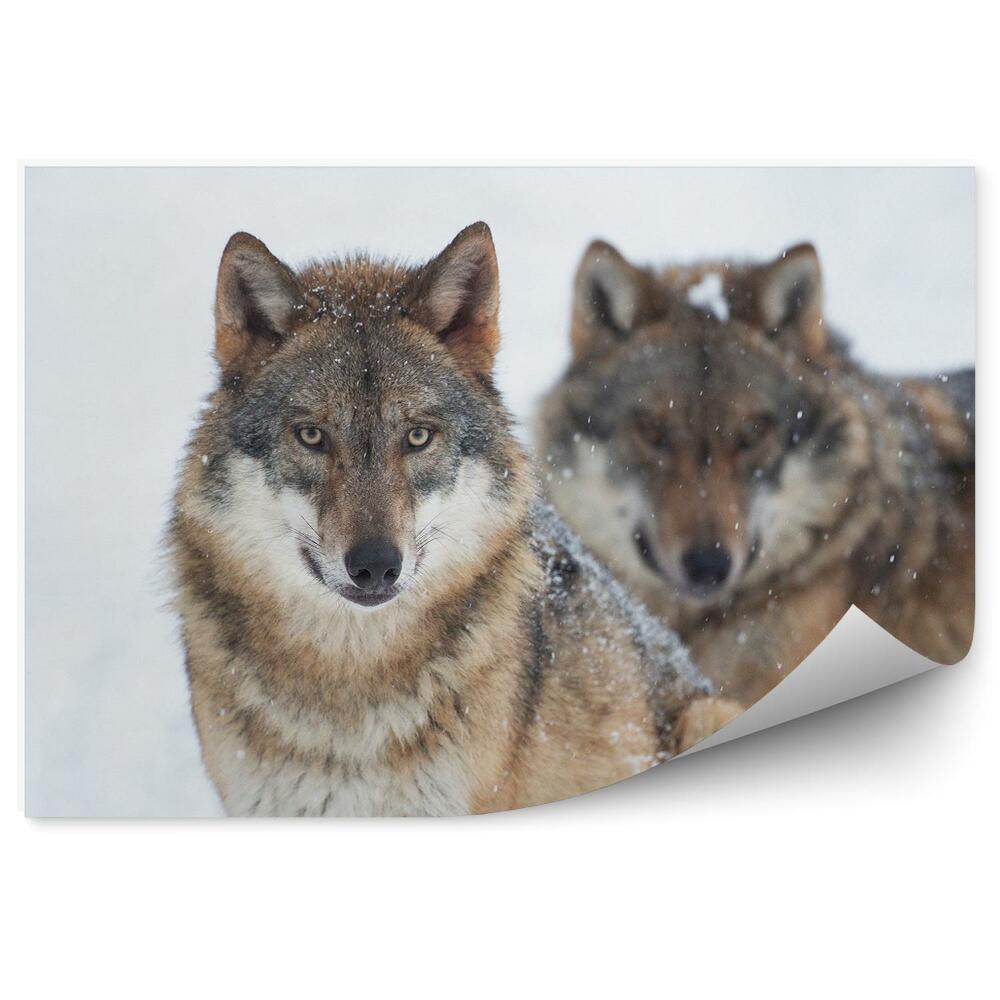 Fototapeta na stenu Vlci odpočívajú sneh zima