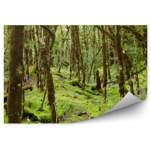 Fototapeta na stenu Dažďový prales