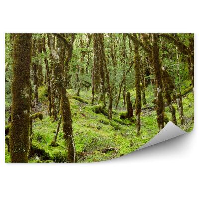 Fototapeta na stenu Dažďový prales