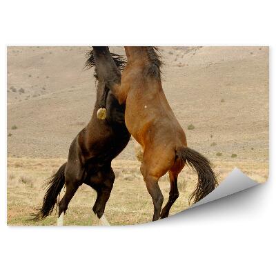 Fototapeta Boj dvoch divokých mustangov na čistinke