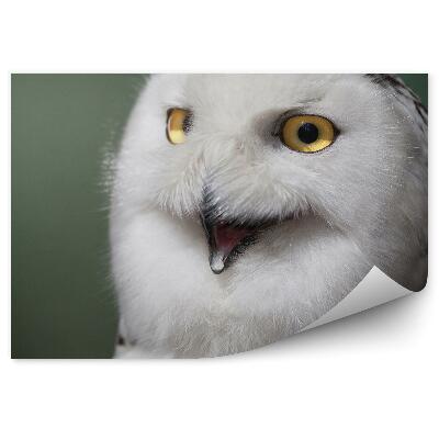 Fototapeta Sova dlhochvostá s otvoreným zobákom