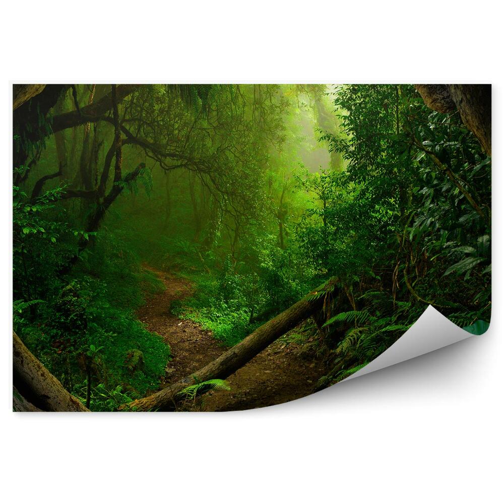 Fototapeta Džungľa Zelených Stromov