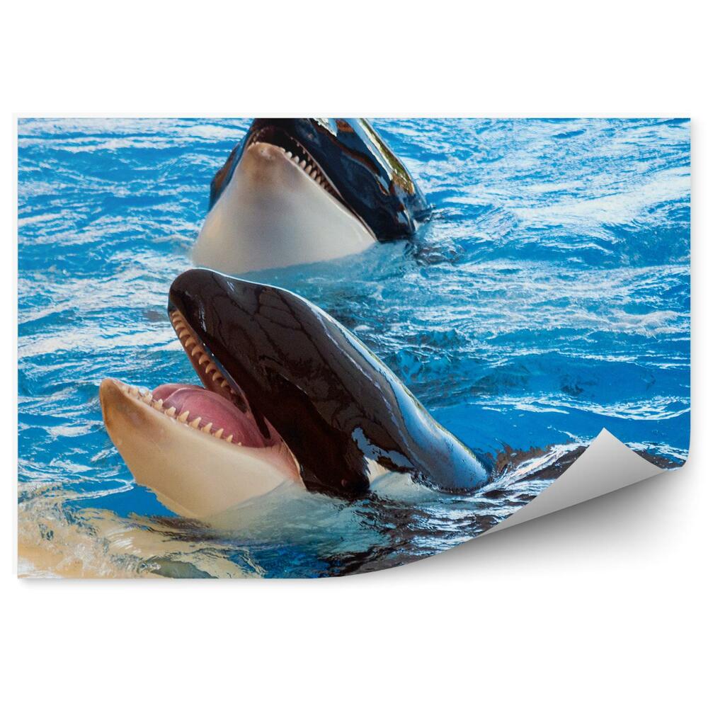 Fototapeta na stenu Loro park Tenerife kosatky