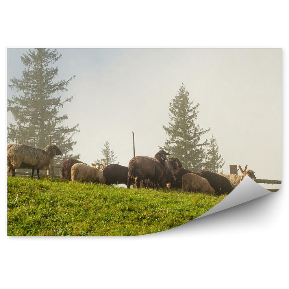 Fototapeta na stenu Ovce karpatské hory stromy plot karpatský