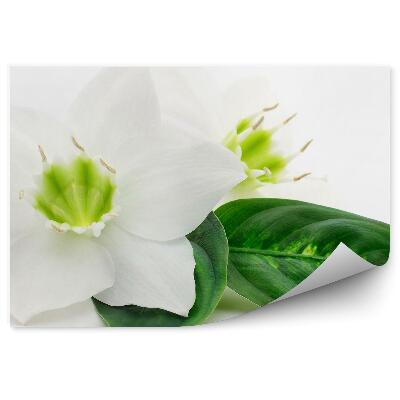 Fototapeta Dva Biele Kvety